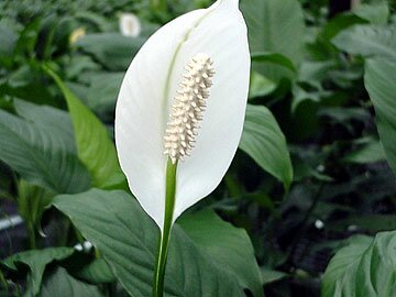 Dieffenbachia