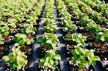 Annuals and Bedding Plants