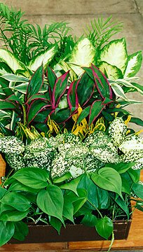 Annuals and Bedding Plants