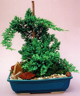 Annuals and Bedding Plants