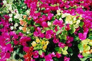 Annuals and Bedding Plants