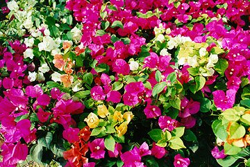 Annuals and Bedding Plants