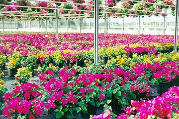 Bougainvillea