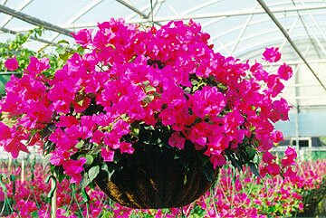 Bougainvillea
