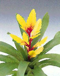 Bromeliads