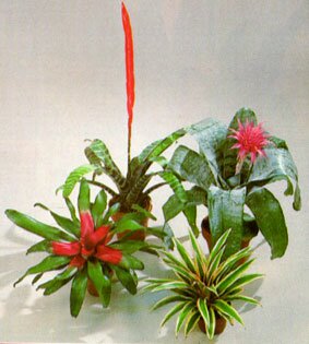 Annuals and Bedding Plants