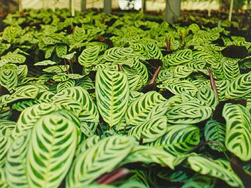 Annuals and Bedding Plants