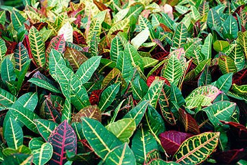 Codiaeum or Croton