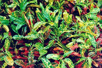 Codiaeum or Croton