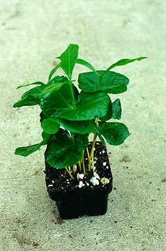 Codiaeum or Croton