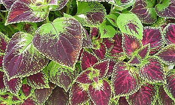 Codiaeum or Croton