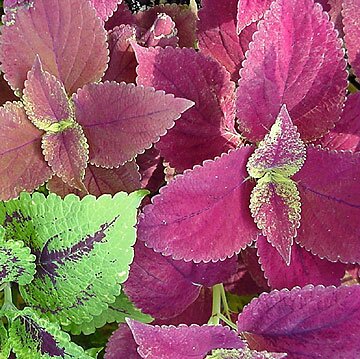 Coleus