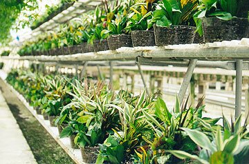Codiaeum or Croton