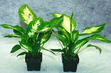 Dieffenbachia
