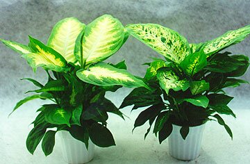 Dieffenbachia