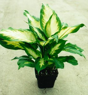 Dieffenbachia