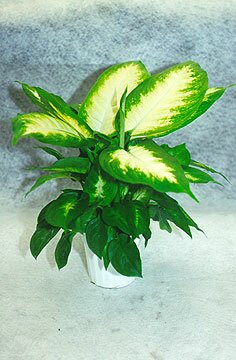 Dieffenbachia