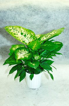 Dieffenbachia