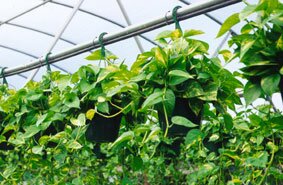 Epipremnum Pothos