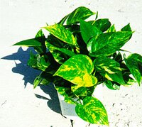 Epipremnum Pothos
