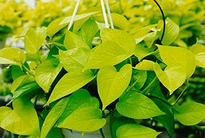 Epipremnum Lime Pothos