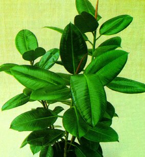 Dieffenbachia
