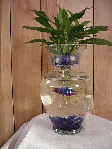 Dieffenbachia