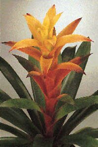 Bromeliads