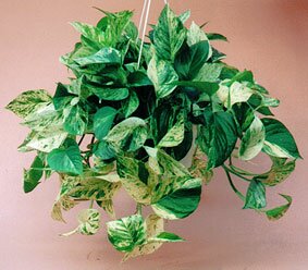 Dieffenbachia