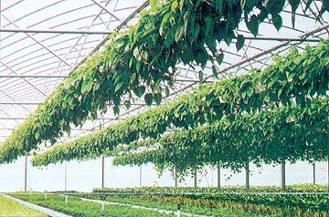 Hanging Baskets