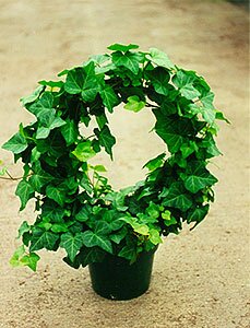 Hedera or Ivy