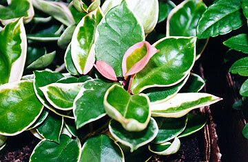 Dieffenbachia