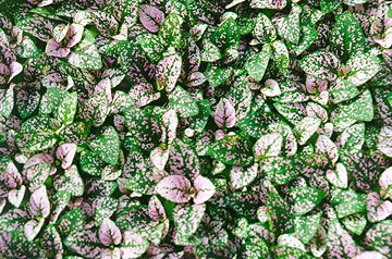 Dieffenbachia