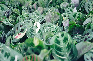 Dieffenbachia