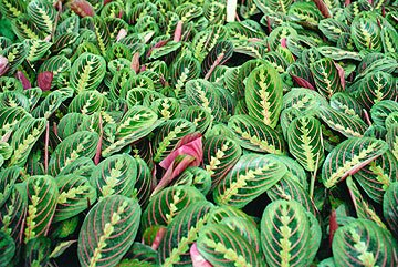 Maranta