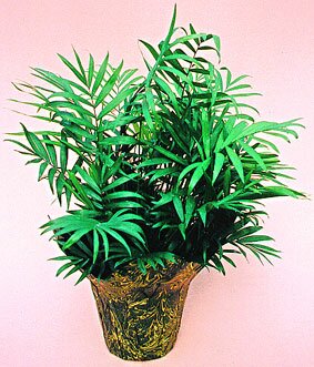 Palms