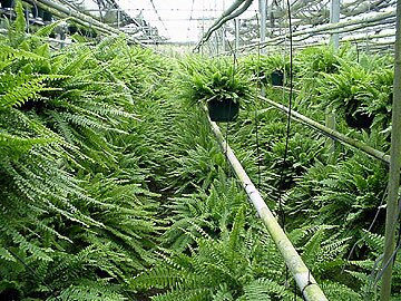Ferns Nephrolepis