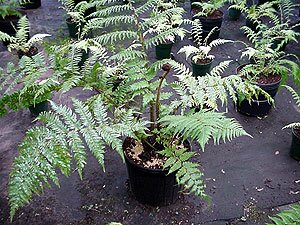 Ferns