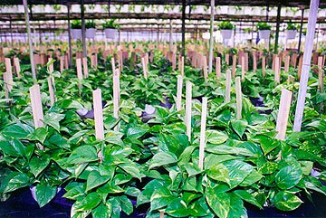 Dieffenbachia