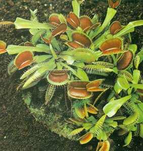 Carnivorous Plants