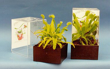 Annuals and Bedding Plants