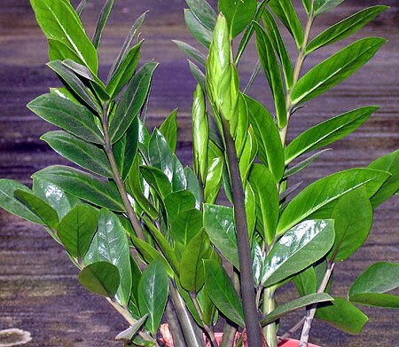 Dieffenbachia