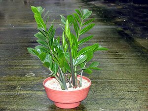ZZ PLants