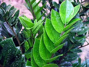 ZZ Plants