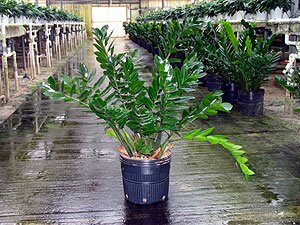 ZZ Plants