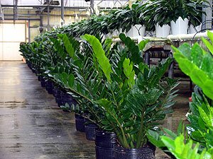 ZZ Plants