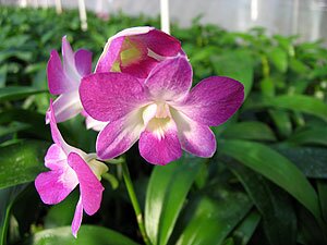 Dendrobium Orchids