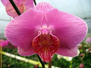 Phalaenopsis Orchids