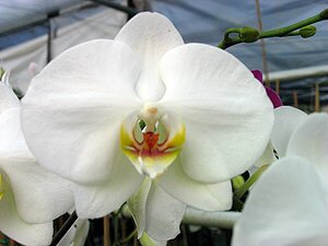 Phalaenopsis Orchids