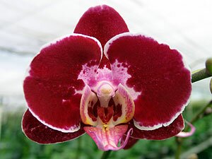 Phalaenopsis Orchids